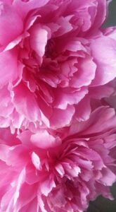 Dig It! Time to Transplant Your Perennials Image